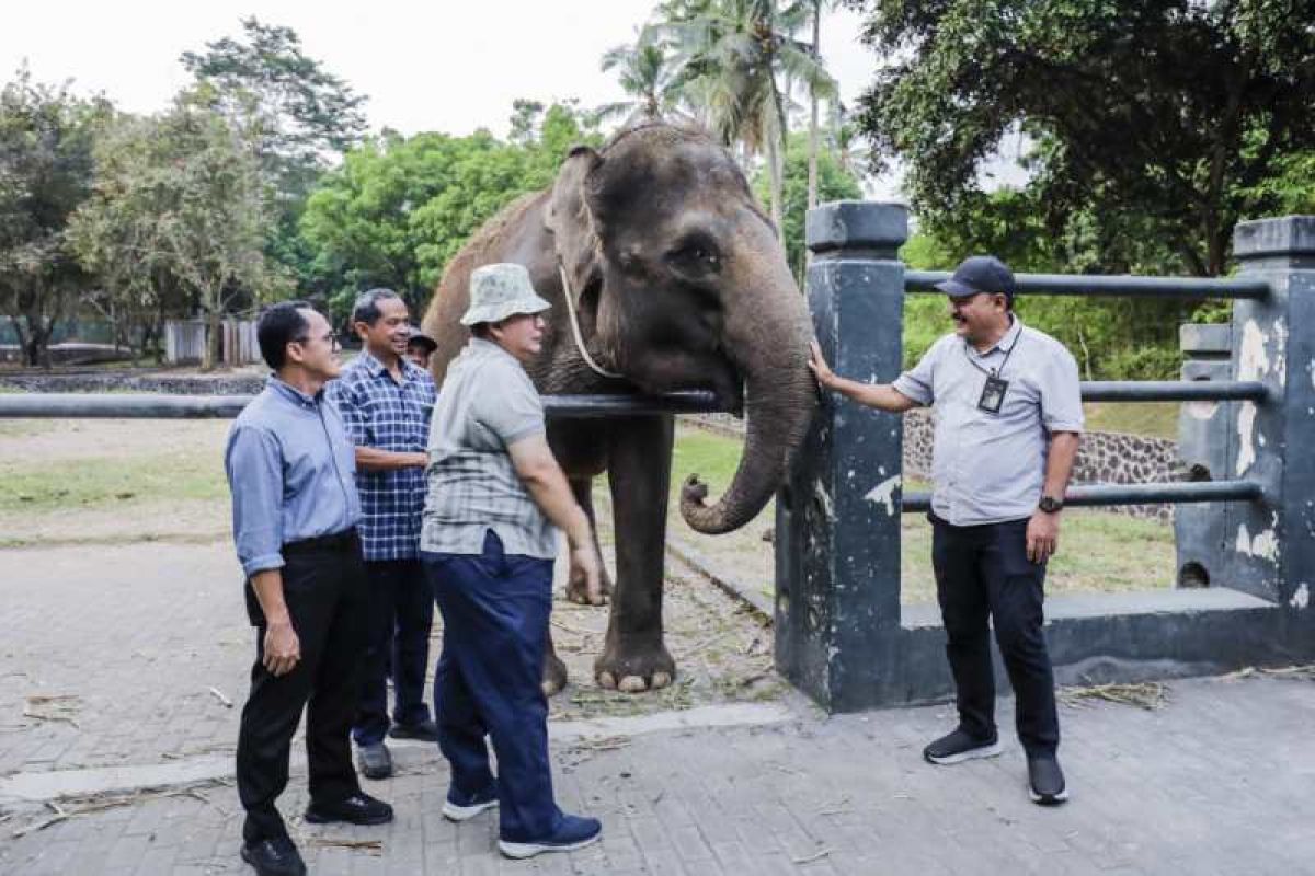 Sepasang gajah Borobudur dihibahkan ke Semarang Zoo