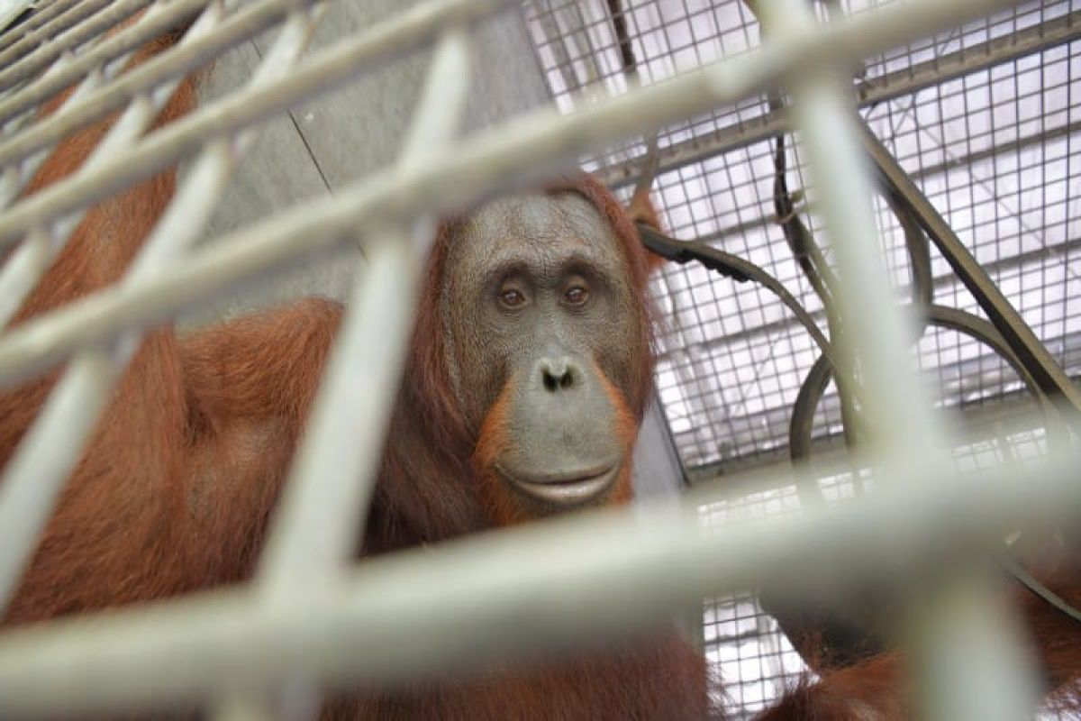 BKSDA releases 10 orangutans into TNBBBR in Katingan