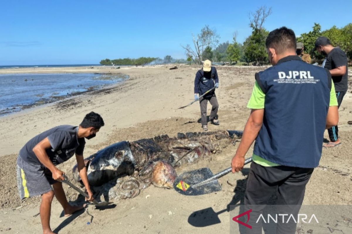 KKP tangani mamalia laut terdampar di NTT