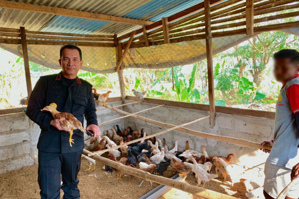 WBP di Lapas Atambua kembali panen 500 ekor ayam super