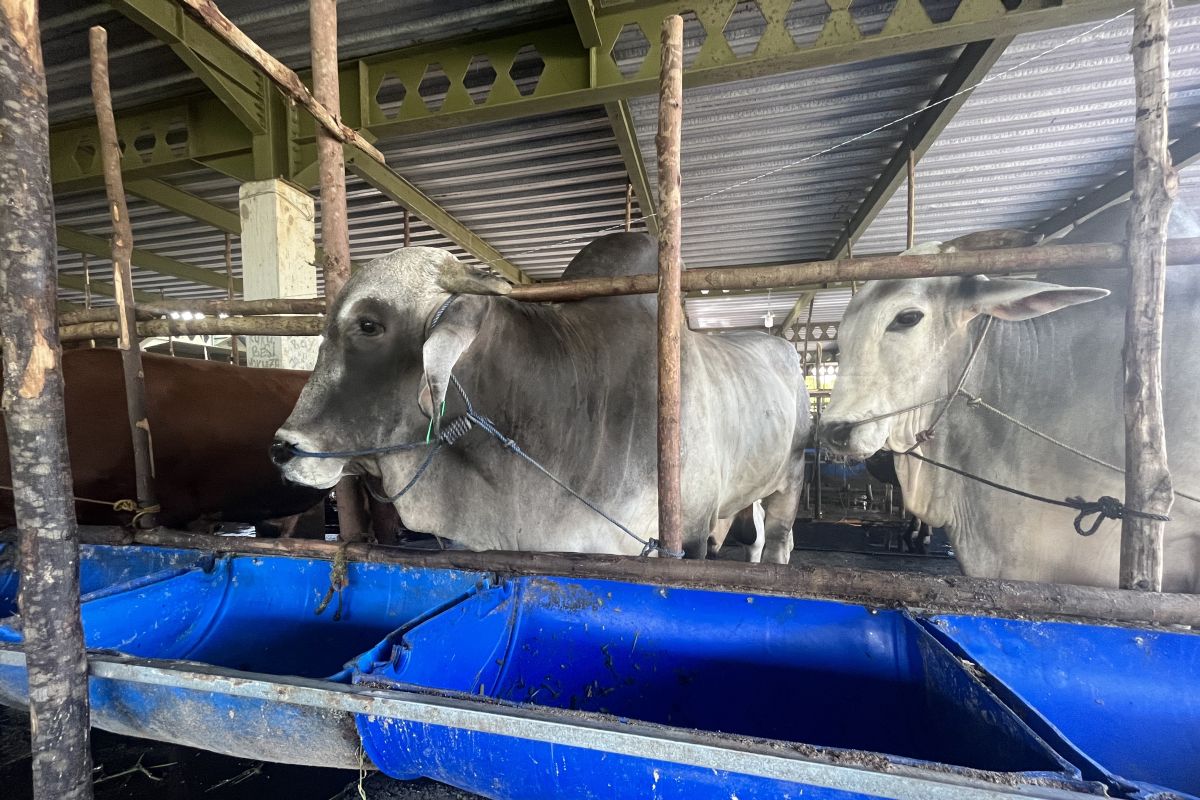 DKPP Batam pastikan 500 ternak sapi asal NTT bukan ilegal