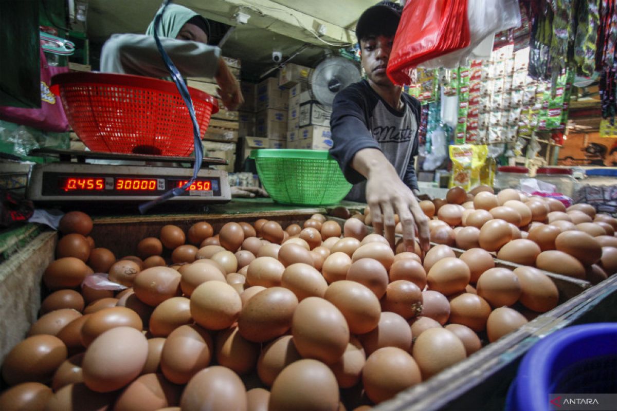 Peternak inginkan harga telur naik jadi Rp24.700/kg