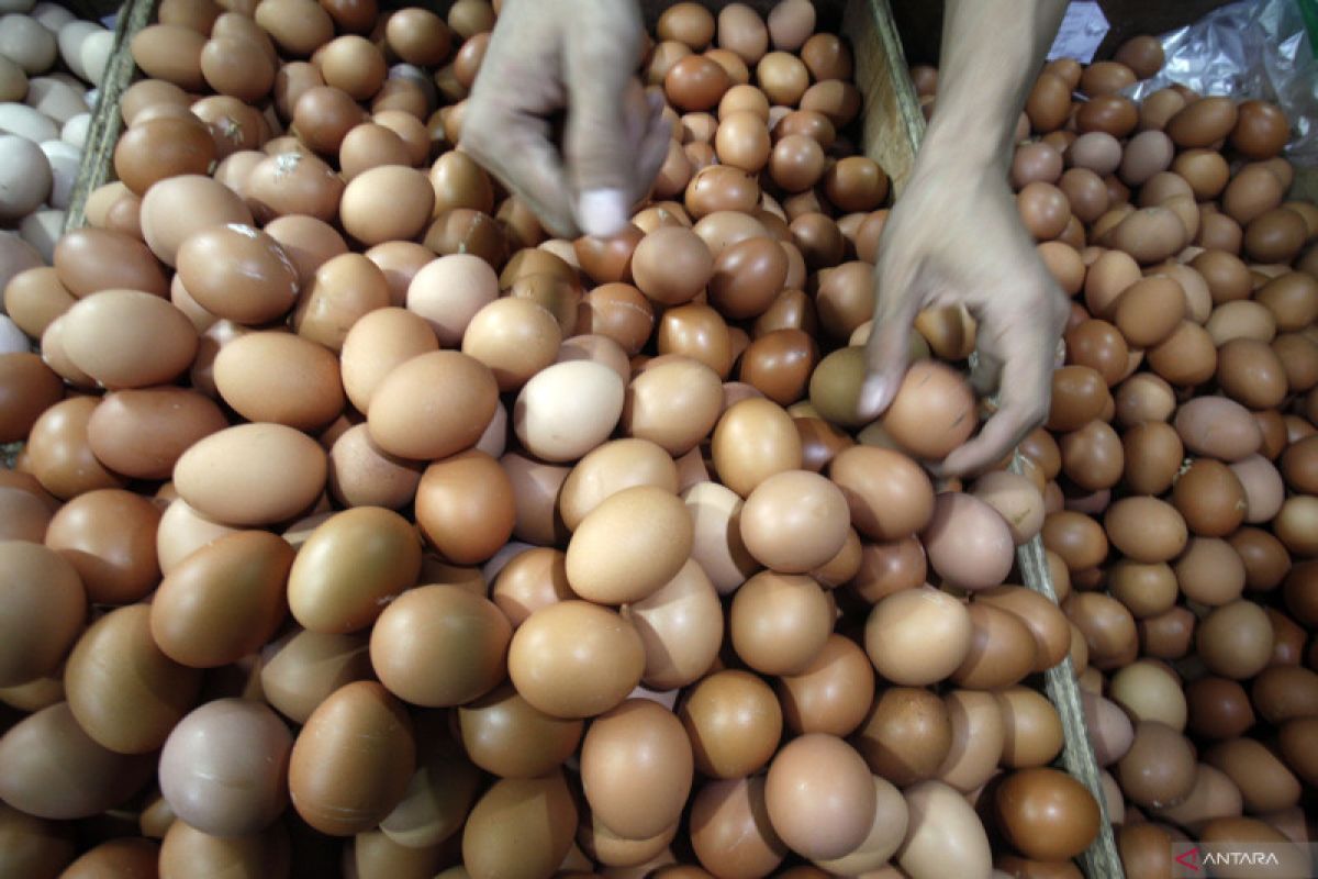 Peternak ingin harga telur naik jadi Rp24.700/kg akibat biaya produksi