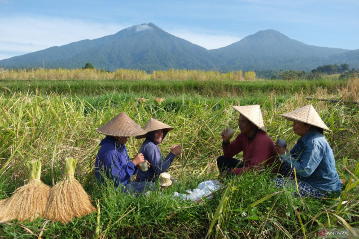Pemprov Bali: Harga beras tinggi bukan karena Pemilu