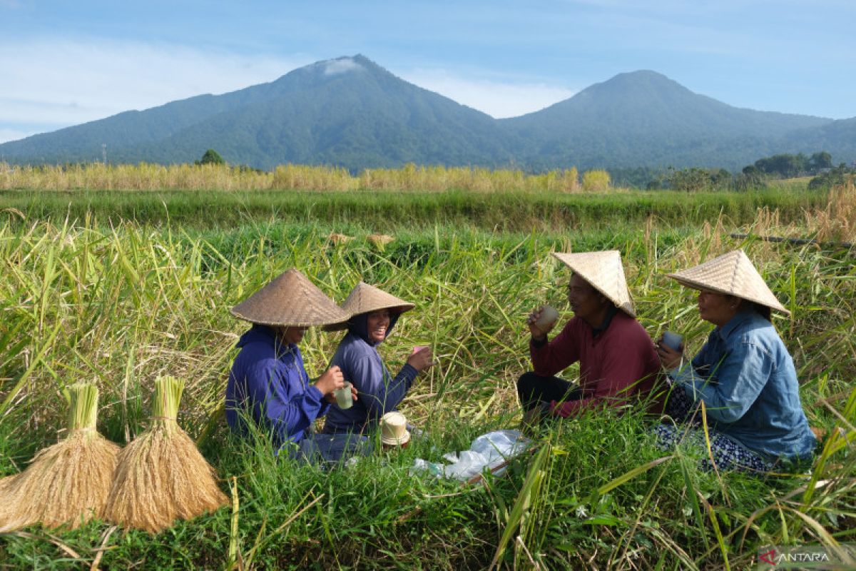 Indonesian govt urges farmers to use certified seeds