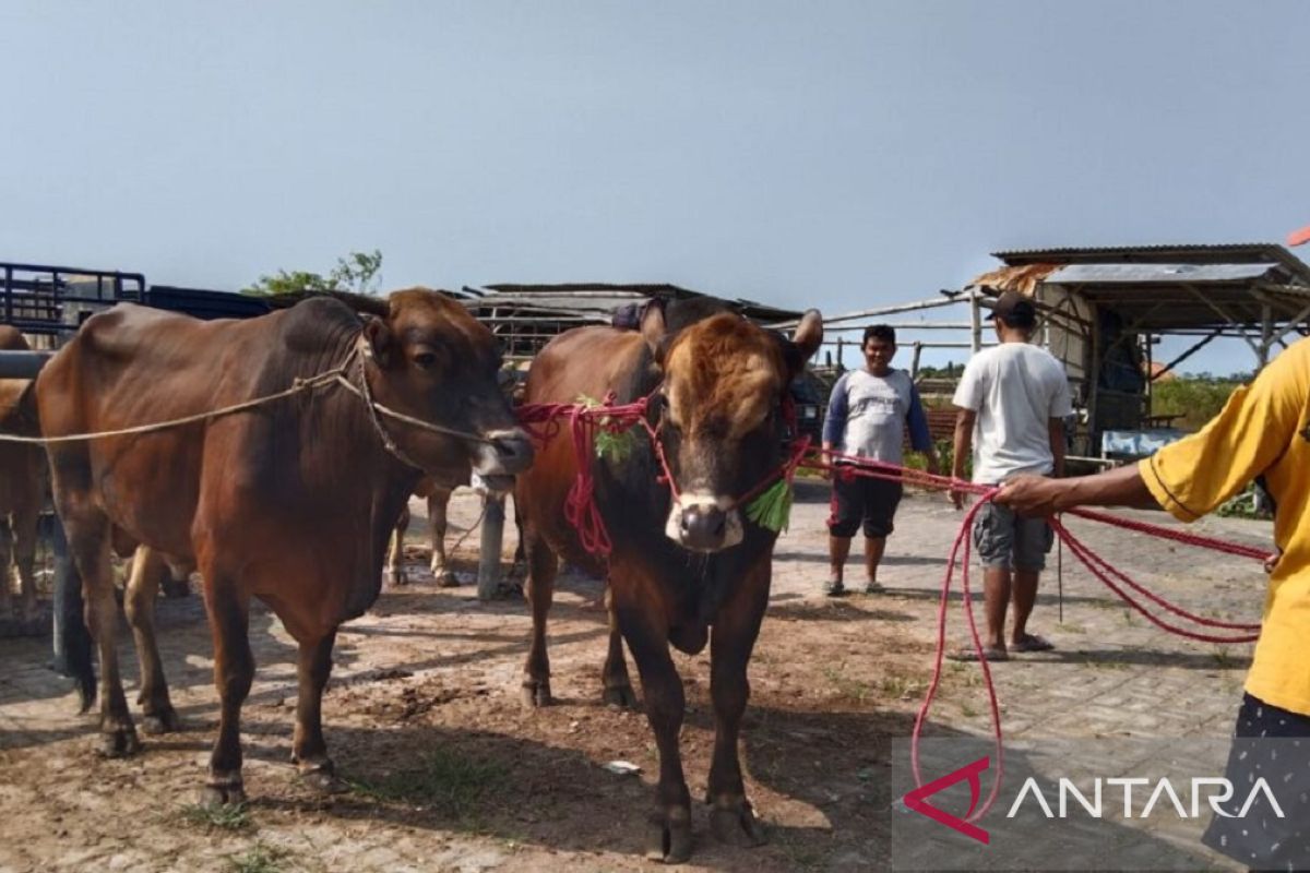 Pemkab Sampang tambah anggaran pembelian hewan kurban