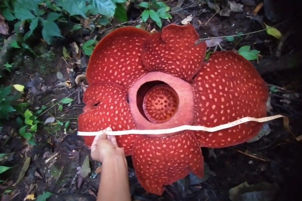 Bunga rafflesia mekar sempurna di CA Batang Palupuh Agam