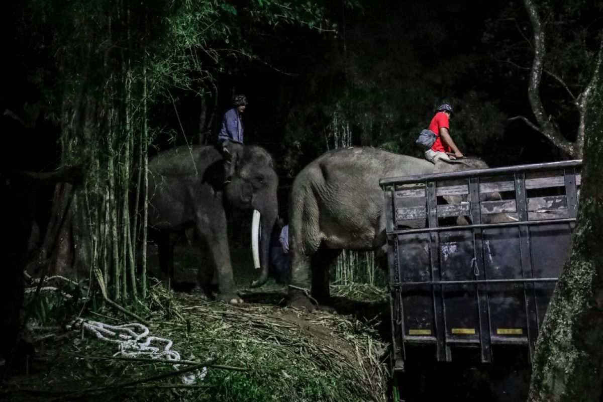 TWC hibahkan tiga dari lima gajah sumatera di Borobudur ke Gembira Loka Zoo Yogyakarta
