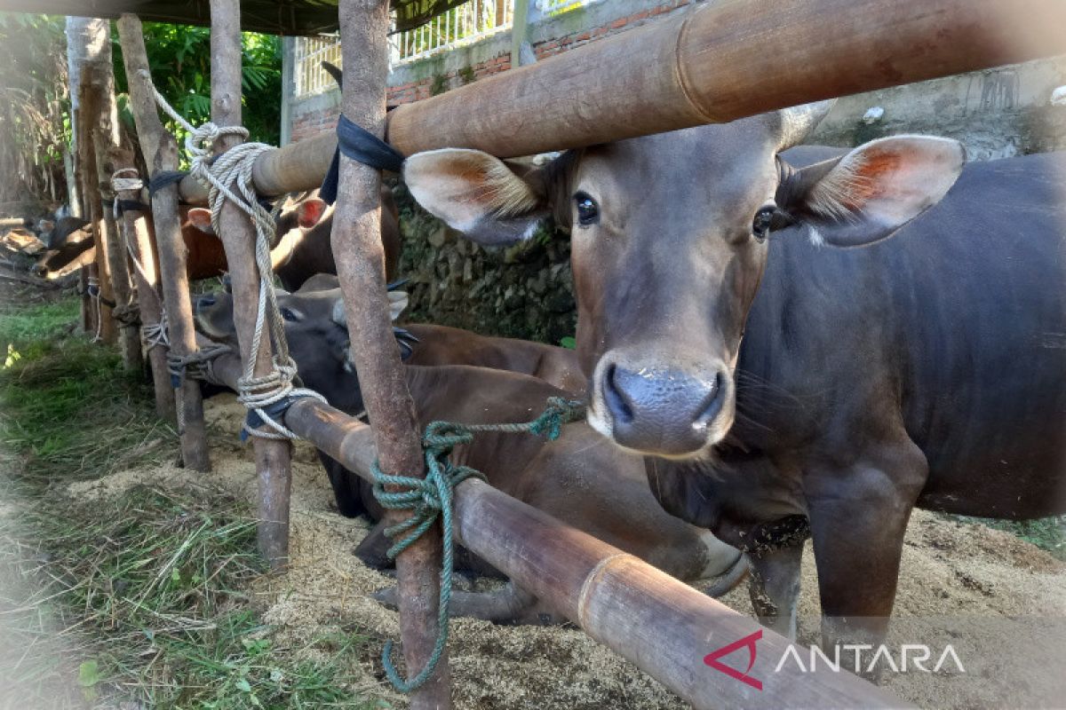 Dispangtan Bengkulu temukan 12 ternak tidak penuhi syarat kurban