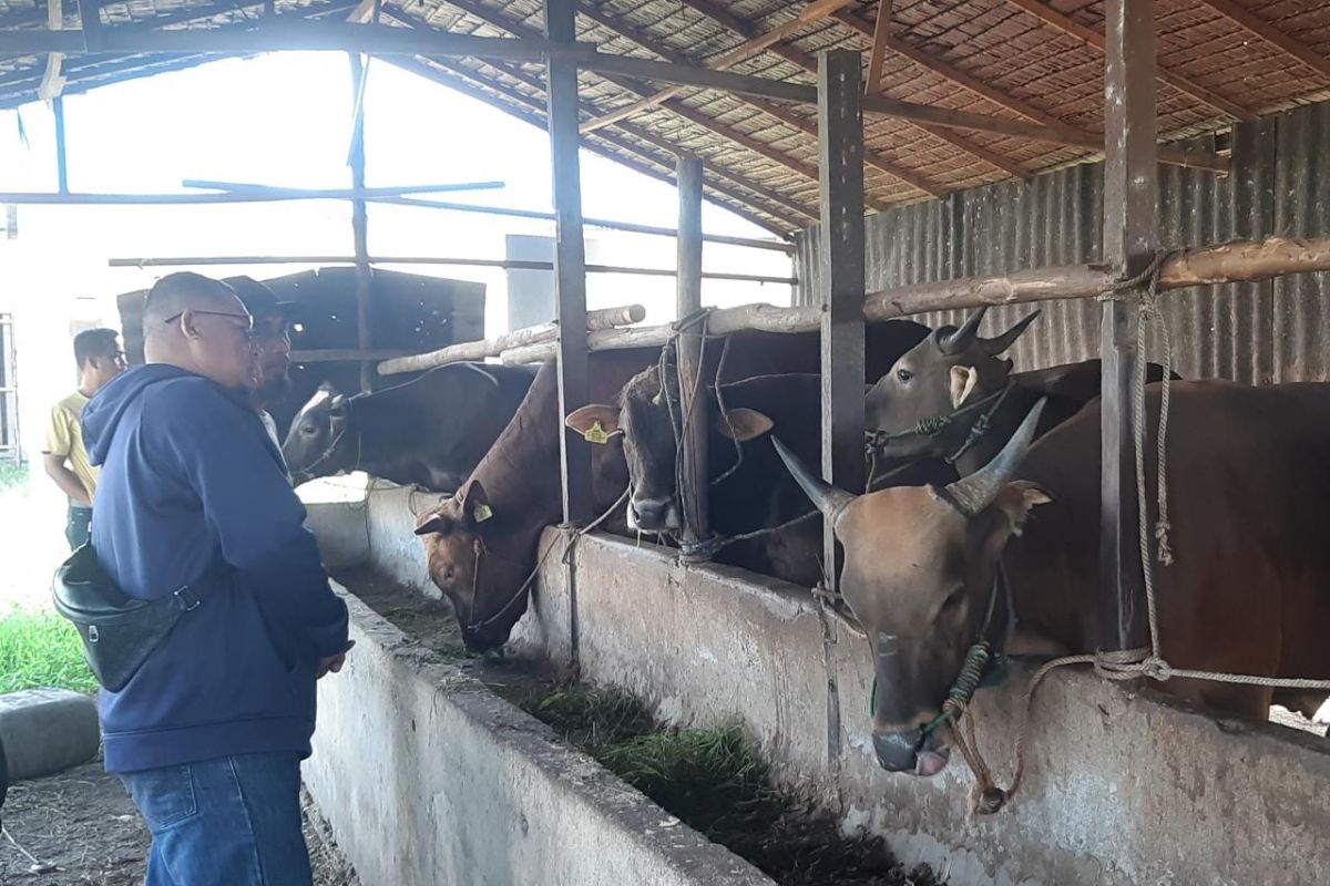 Pemkot Pontianak pastikan ketersediaan hewan kurban cukup