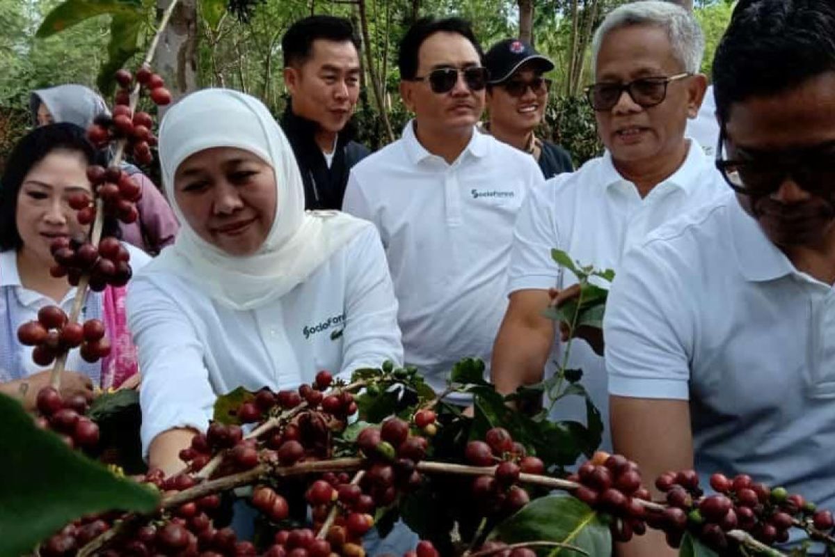 Gubernur Khofifah: Bondowoso penghasil kopi terbesar di Jawa Timur