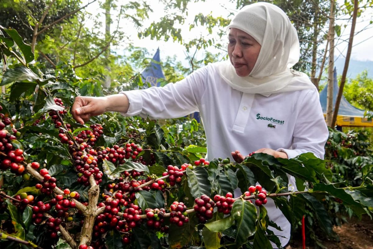 Khofifah optimis platform Socio Forest" tingkatkan produktivitas kopi