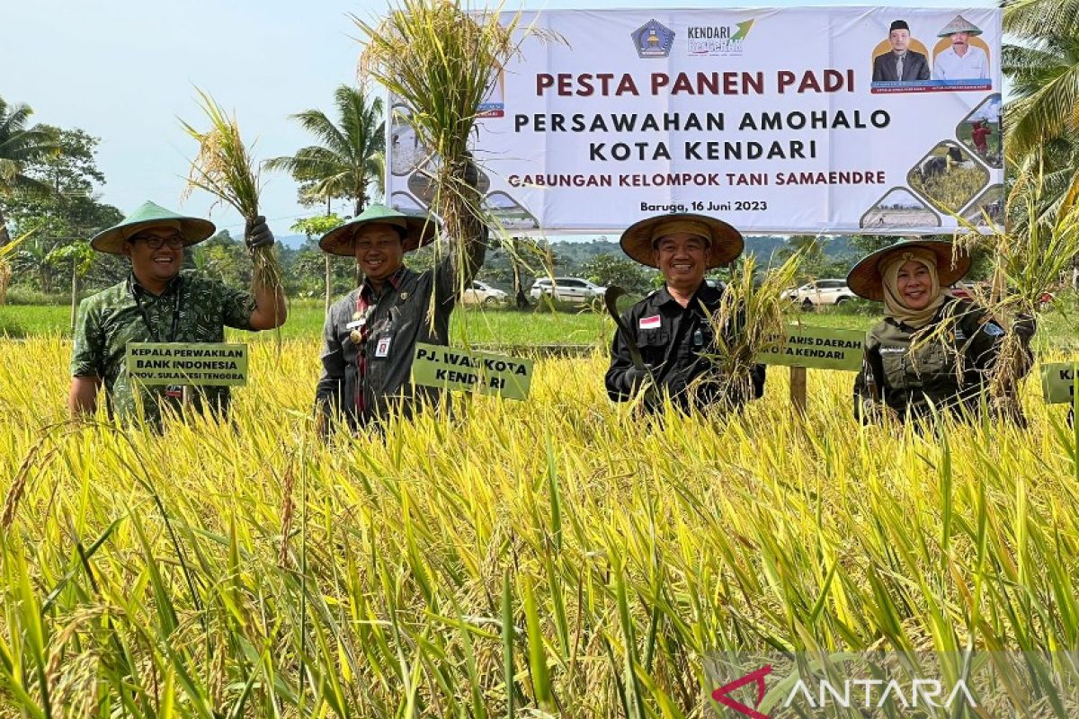 Wali Kota panen 2.700 ton padi di Amohalo Baruga Kendari