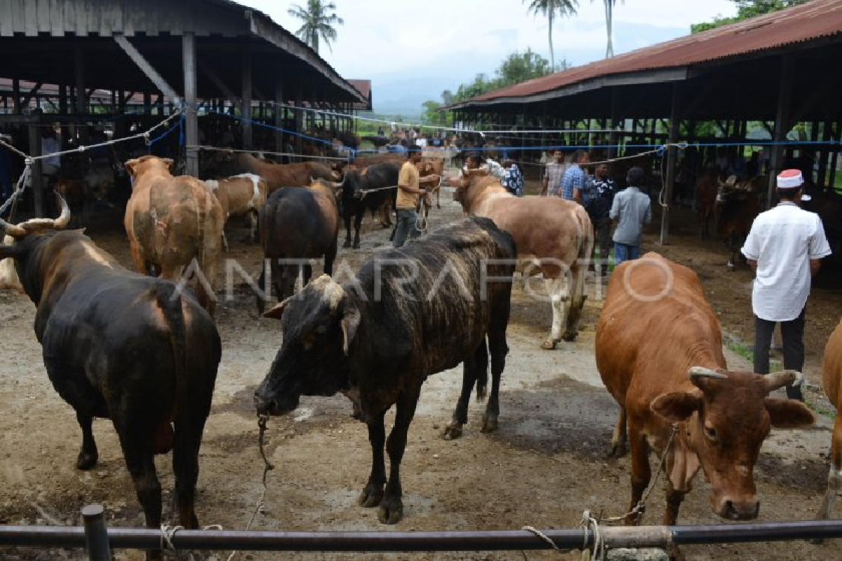 Sambut meugang Idul Adha, Banda Aceh sediakan 353 sapi dan kerbau
