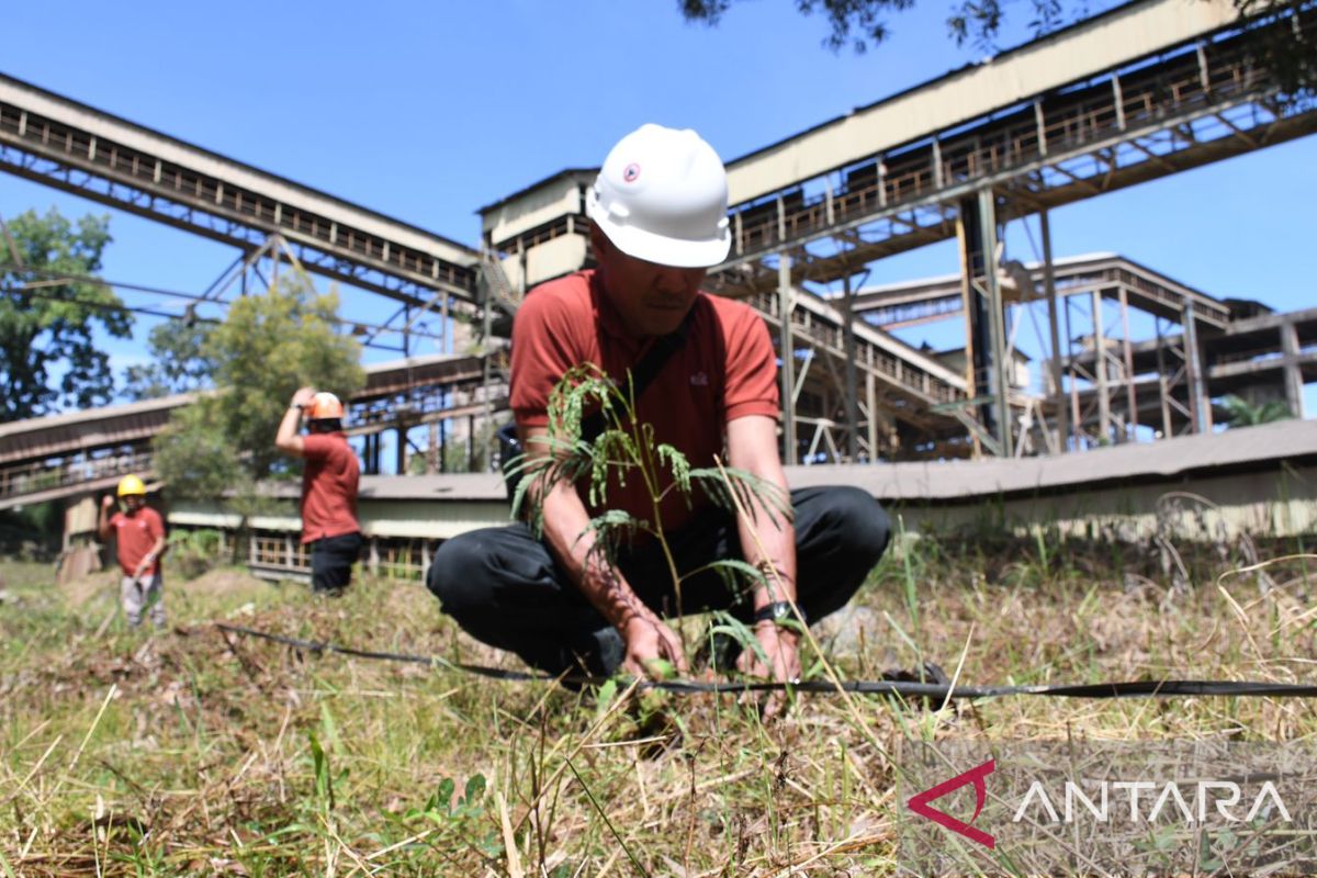 Semen Padang siapkan 19 ha lahan emplasemen perusahaan untuk kaliandra