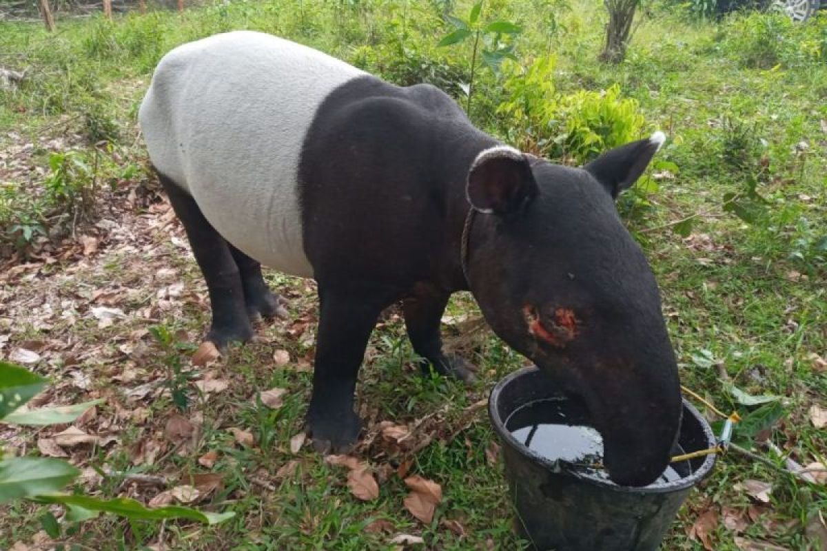 Warga Indragiri Hilir Riau temukan tapir terperosok di parit