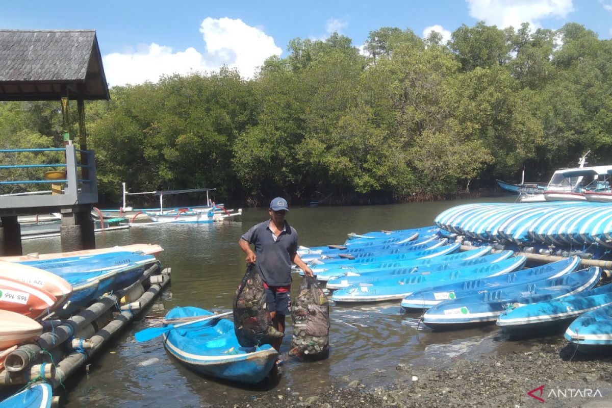 Mengais plastik di hutan mangrove Bali