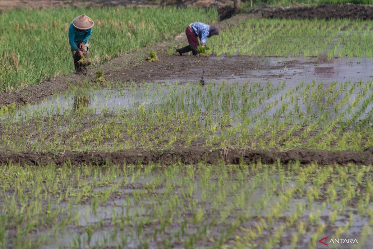 DPKP mengimbau petani DIY segera ikut asuransi usaha tani padi