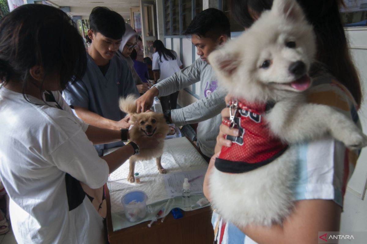 Ahli kesehatan ingatkan rabies bisa menular lewat luka terbuka