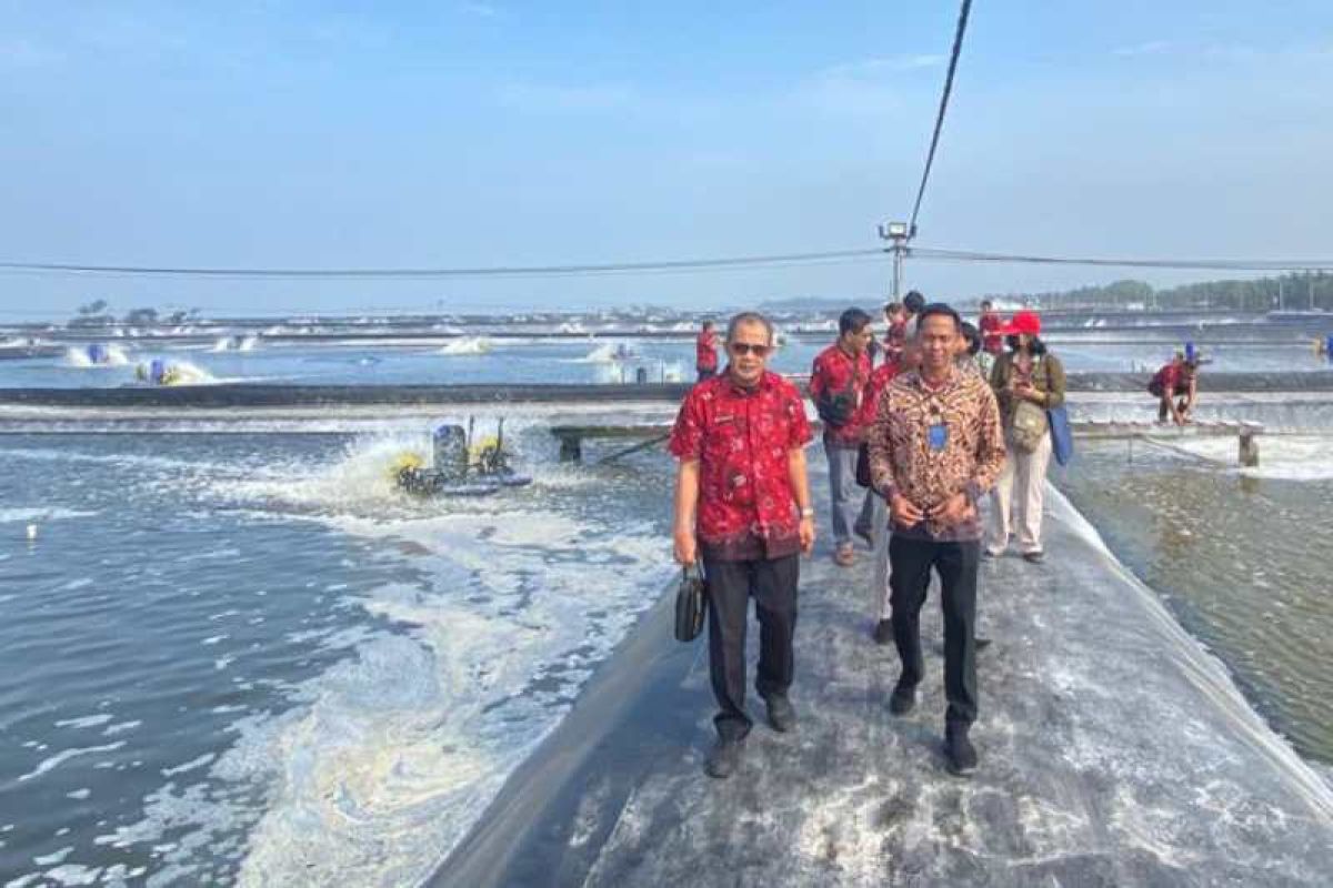 DJP Jateng II ikut berdayakan budi daya udang berbasis kawasan di Kebumen