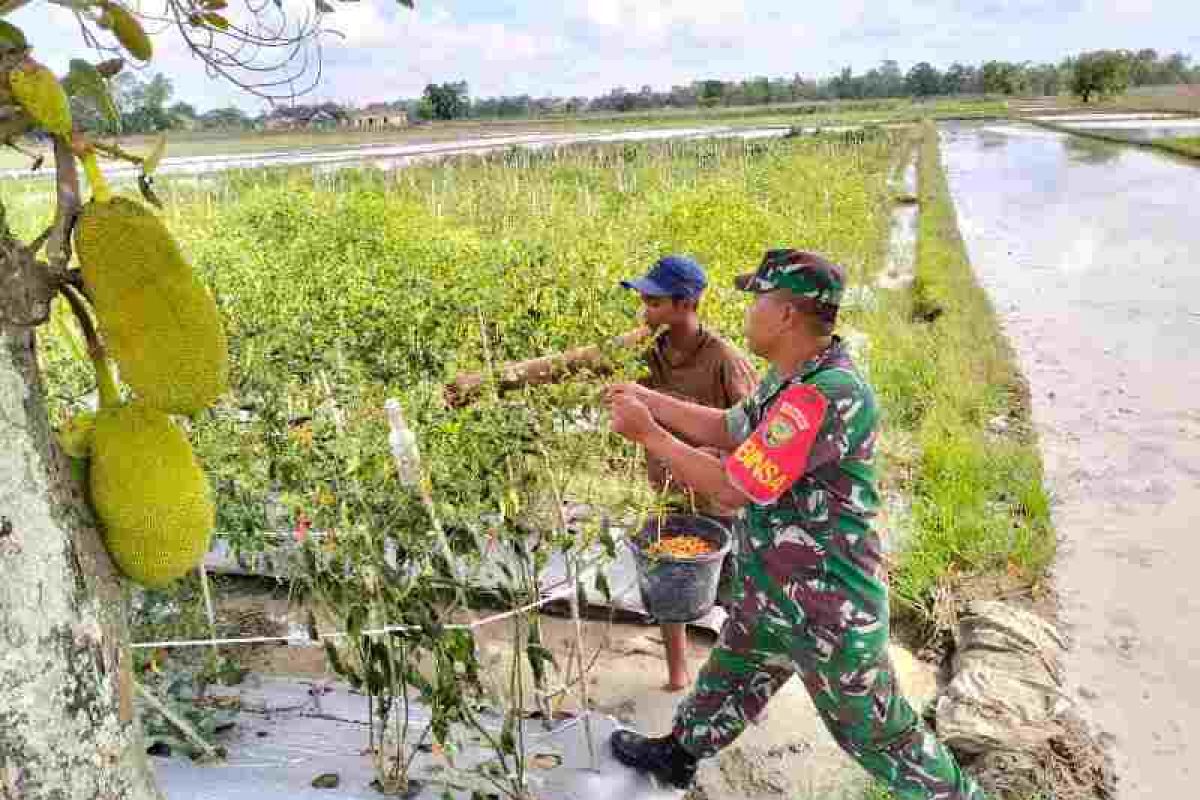 Babinsa dampingi petani panen cabe di OKU Timur