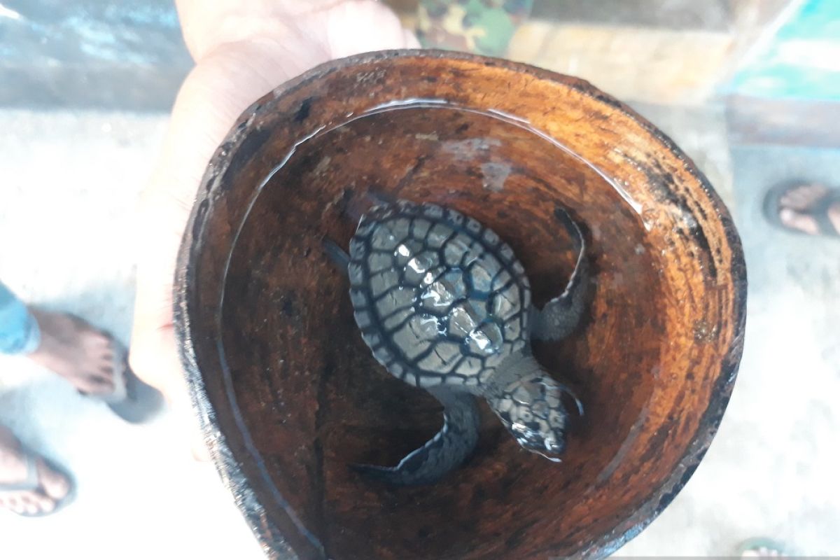 Menengok konservasi penyu di Pantai Bajulmati Malang