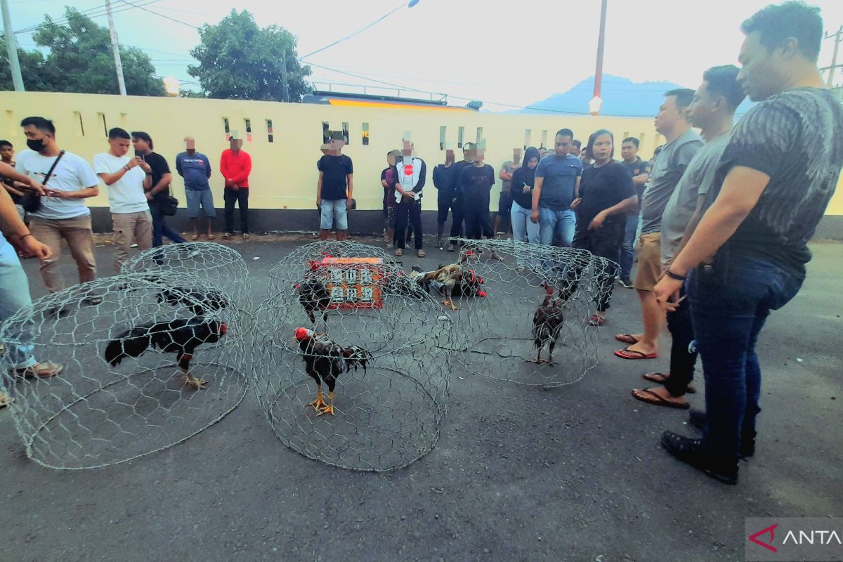 Polisi tangkap 41 orang dari lokasi judi sabung ayam di Kota Gorontalo