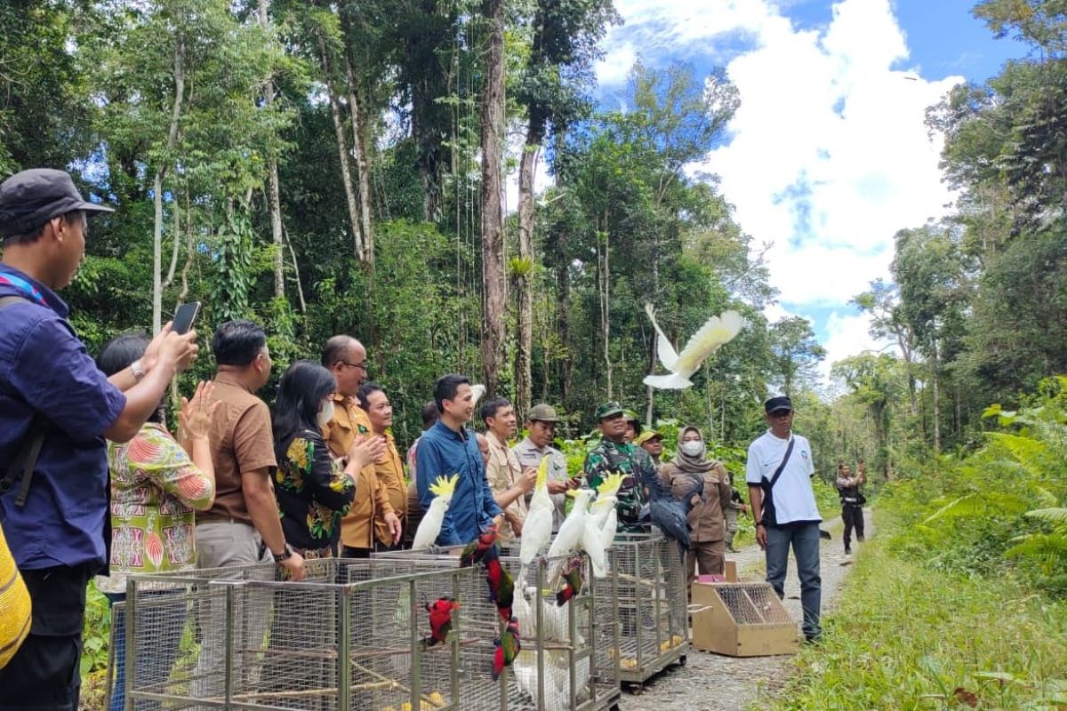 BBKSDA Papua lepasliarkan 62 burung di kawasan hutan Kuala Kencana