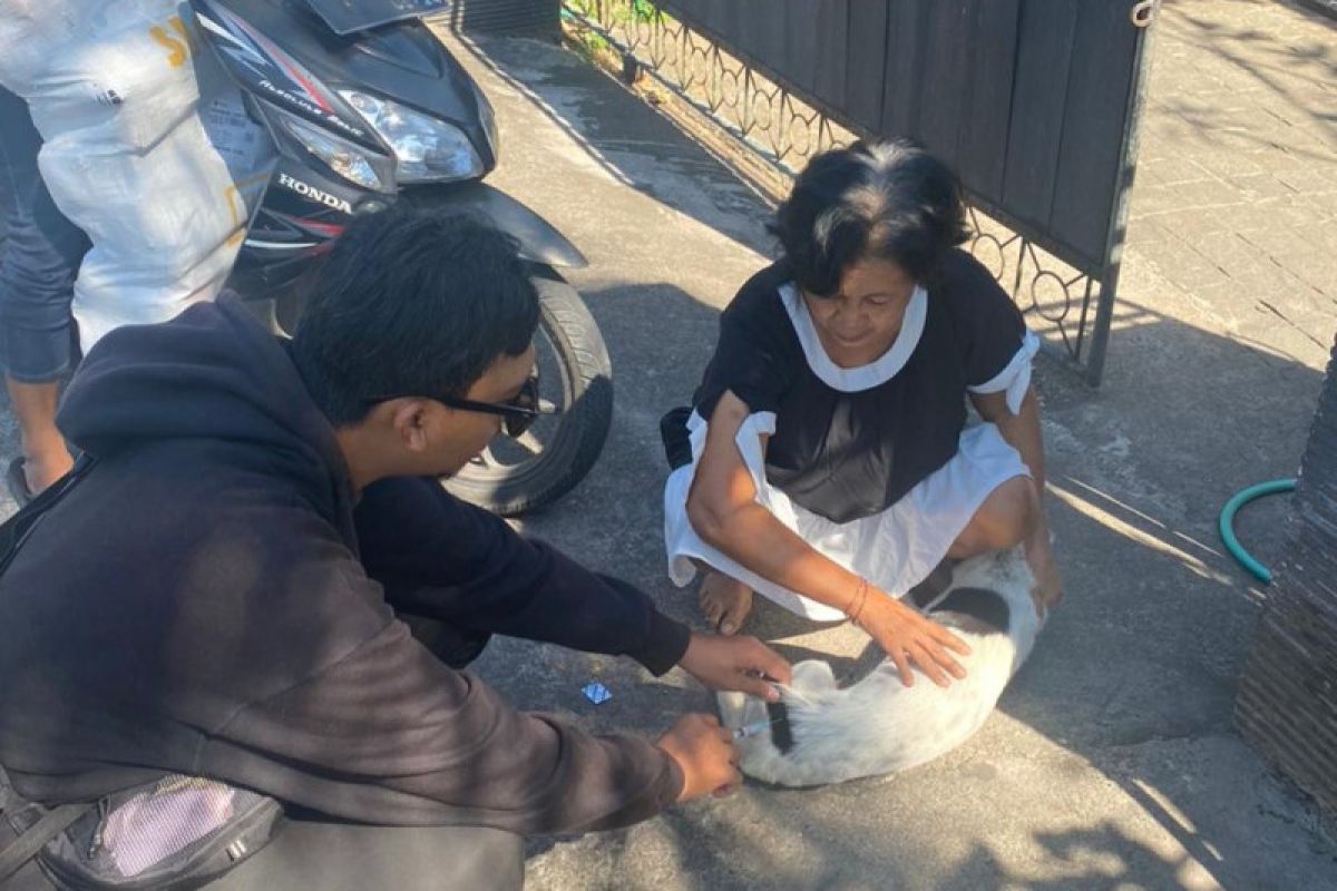 Pemkot Denpasar gerak cepat vaksinasi rabies pada anjing liar
