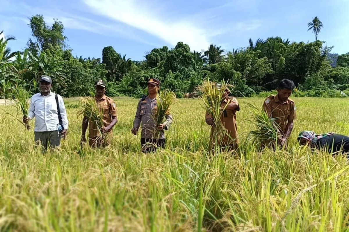 Masyarakat pesisir di Maluku Utara  panen padi