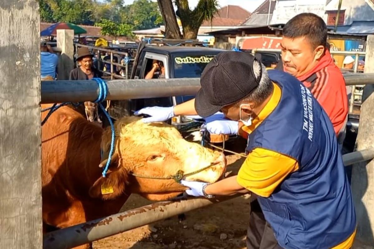 Disnak Trenggalek perketat pengawasan kesehatan hewan kurban jelang Idul Adha