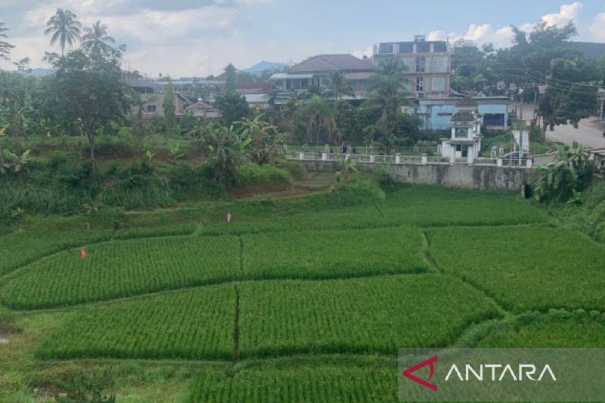 Petani Cianjur diminta tanam padi lebih cepat hindari musim kemarau