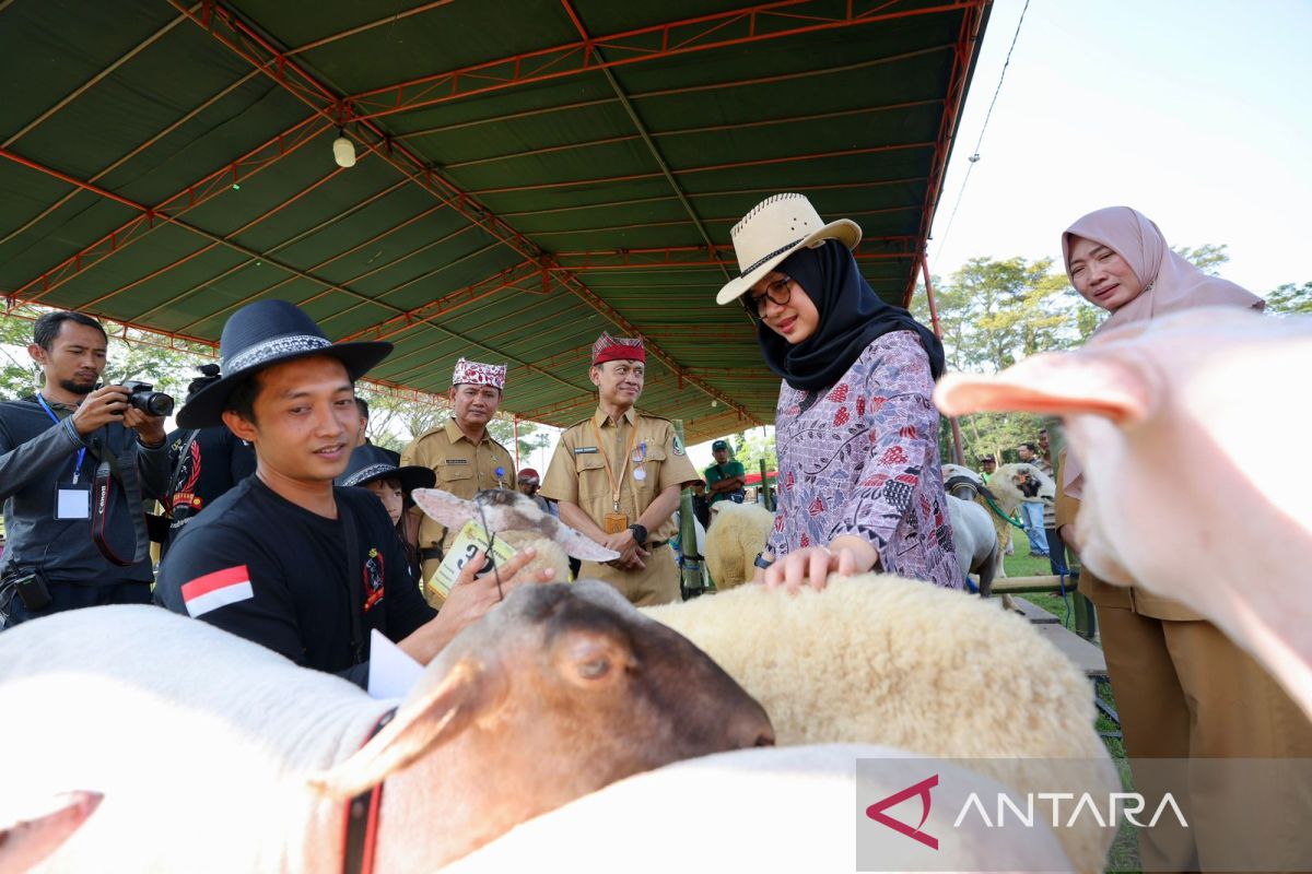 Pemkab Banyuwangi gelar kontes ternak bentuk apresiasi peternak