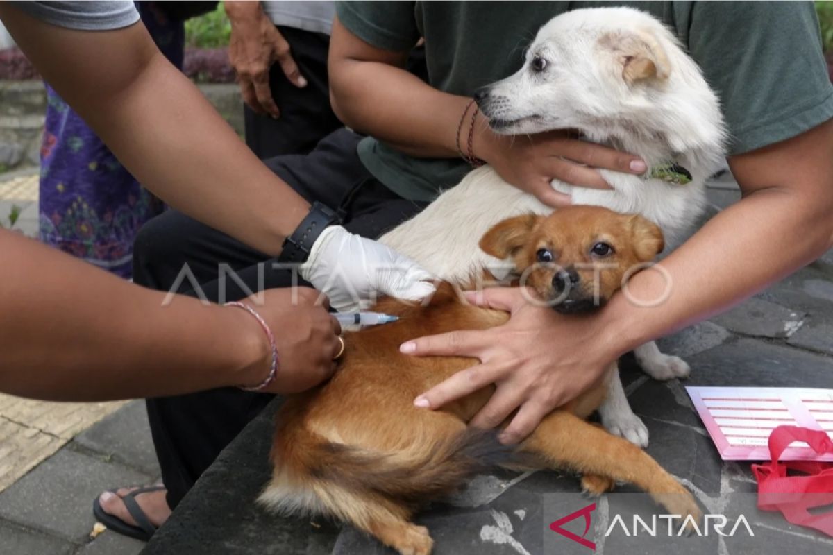 Bali expedites rabies vaccination, ensures vaccine stock availability