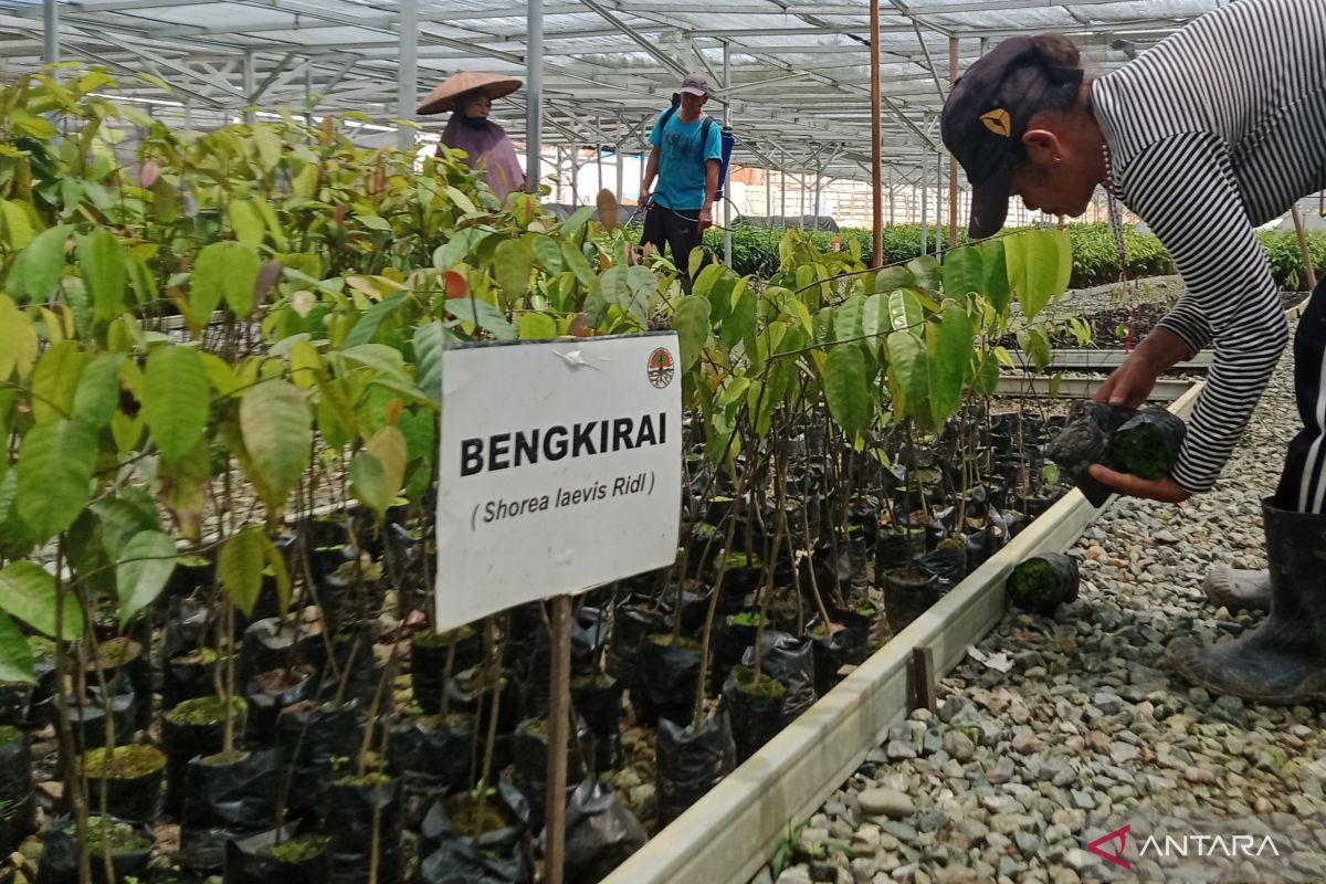 Pembangunan Kota Nusantara kembalikan kejayaan hutan tropis Kalimantan