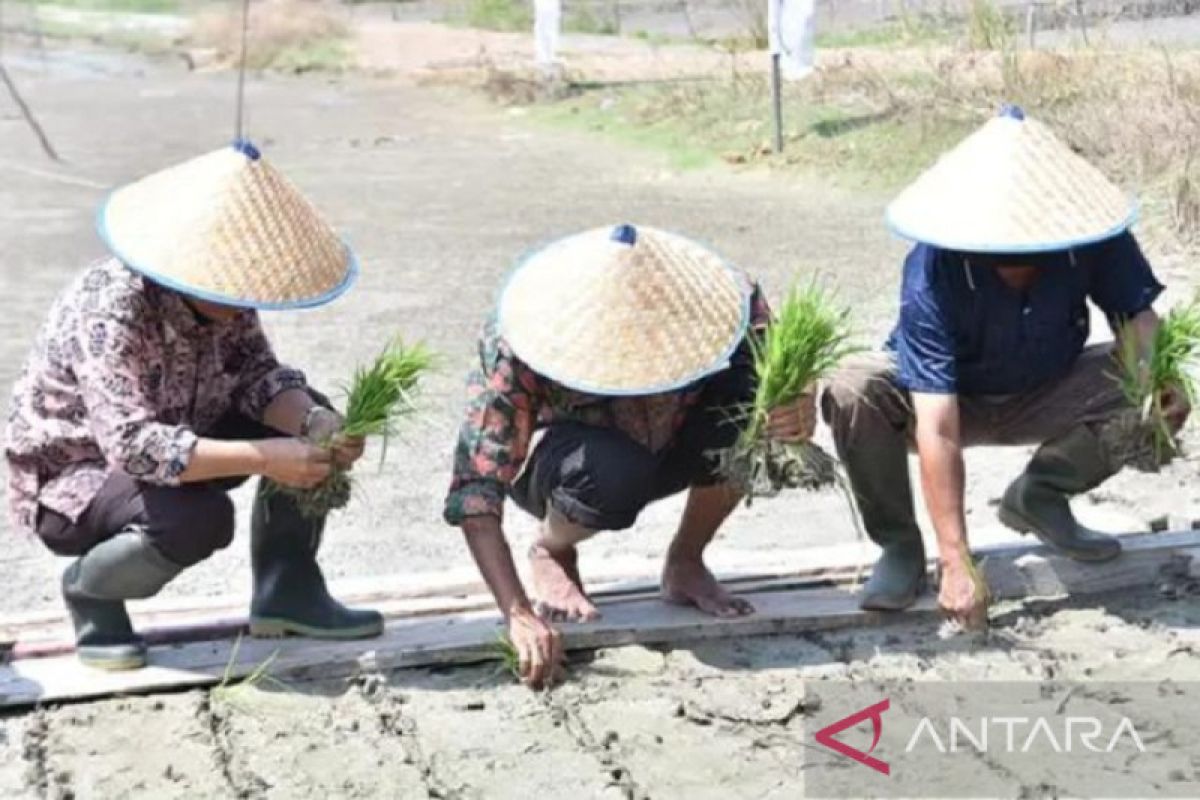 Masyarakat Kabupaten Batanghari mulai tanam padi manfaatkan musim tanam