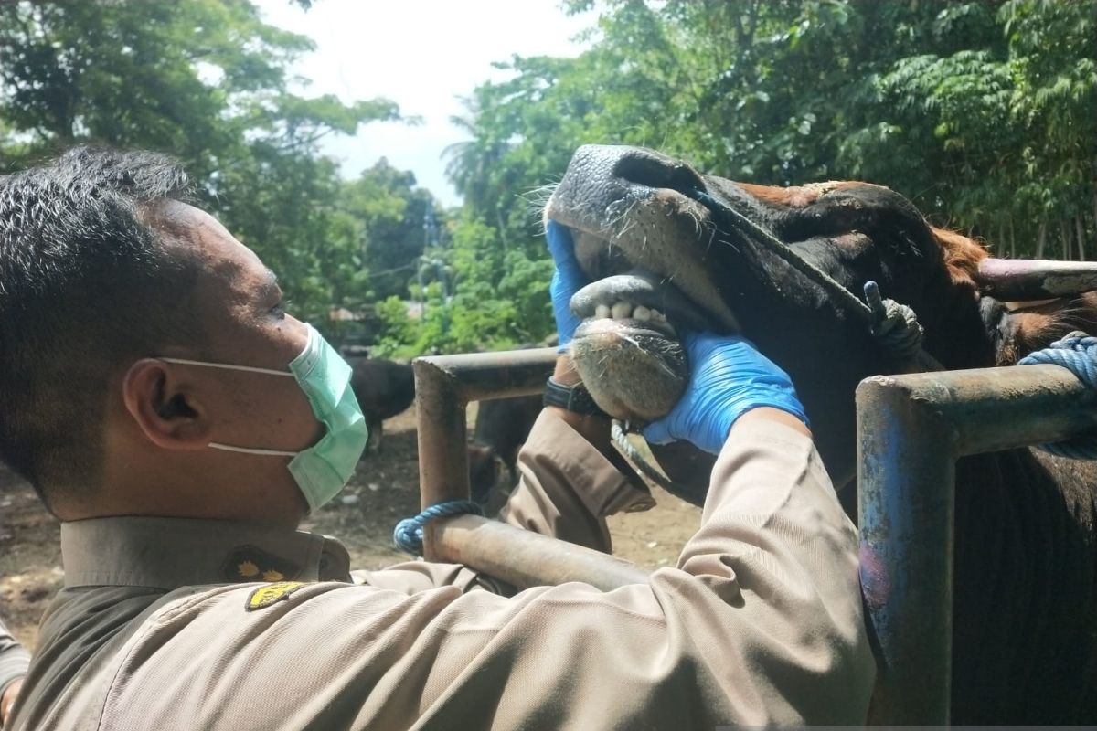 Karantina Pertanian Gorontalo perketat pengawasan lalu lintas sapi