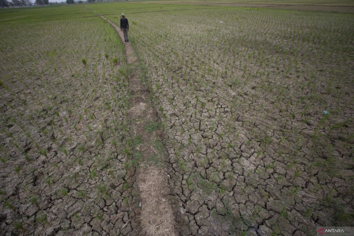 BMKG warns of threat of El Niño-induced crop failure