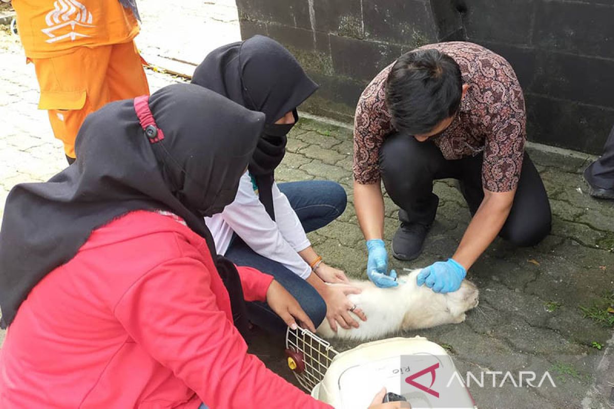 Ribuan hewan telah disuntik vaksin rabies di Jakarta