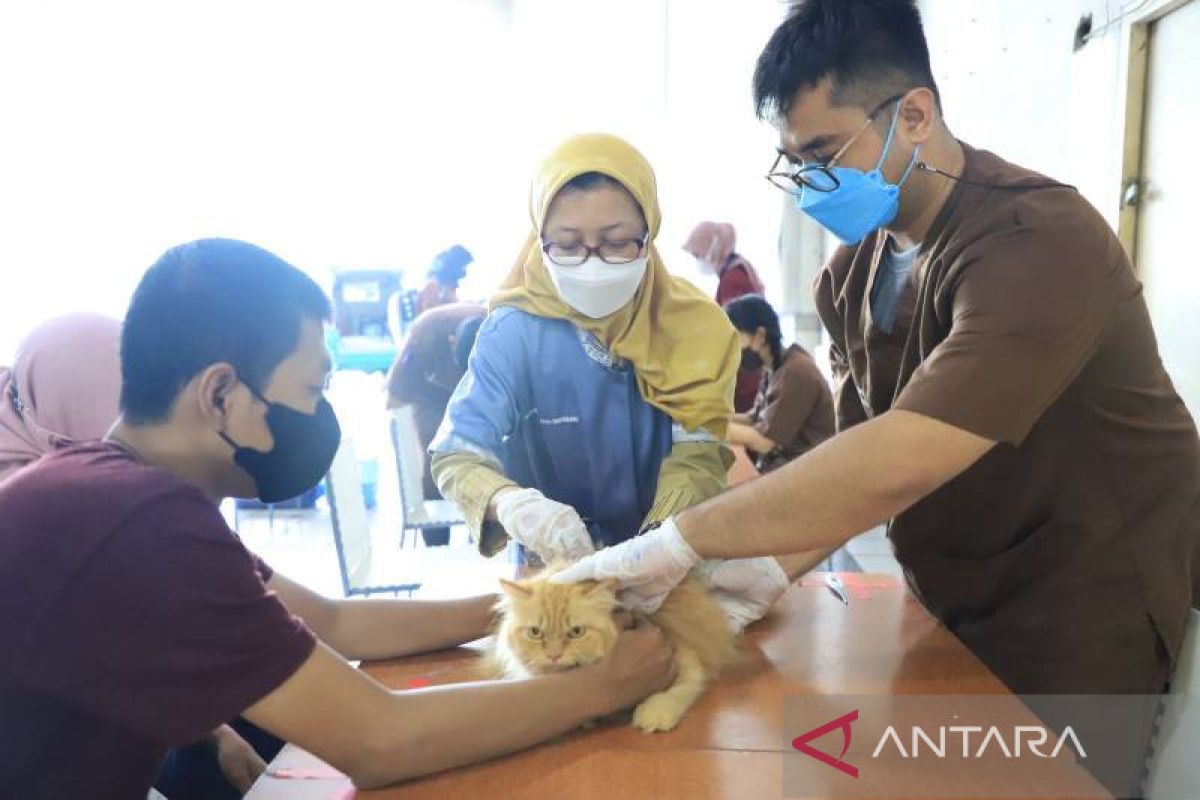 Antisipasi rabies pada hewan liar, BPBD Tangerang siapkan tim khusus penanganannya