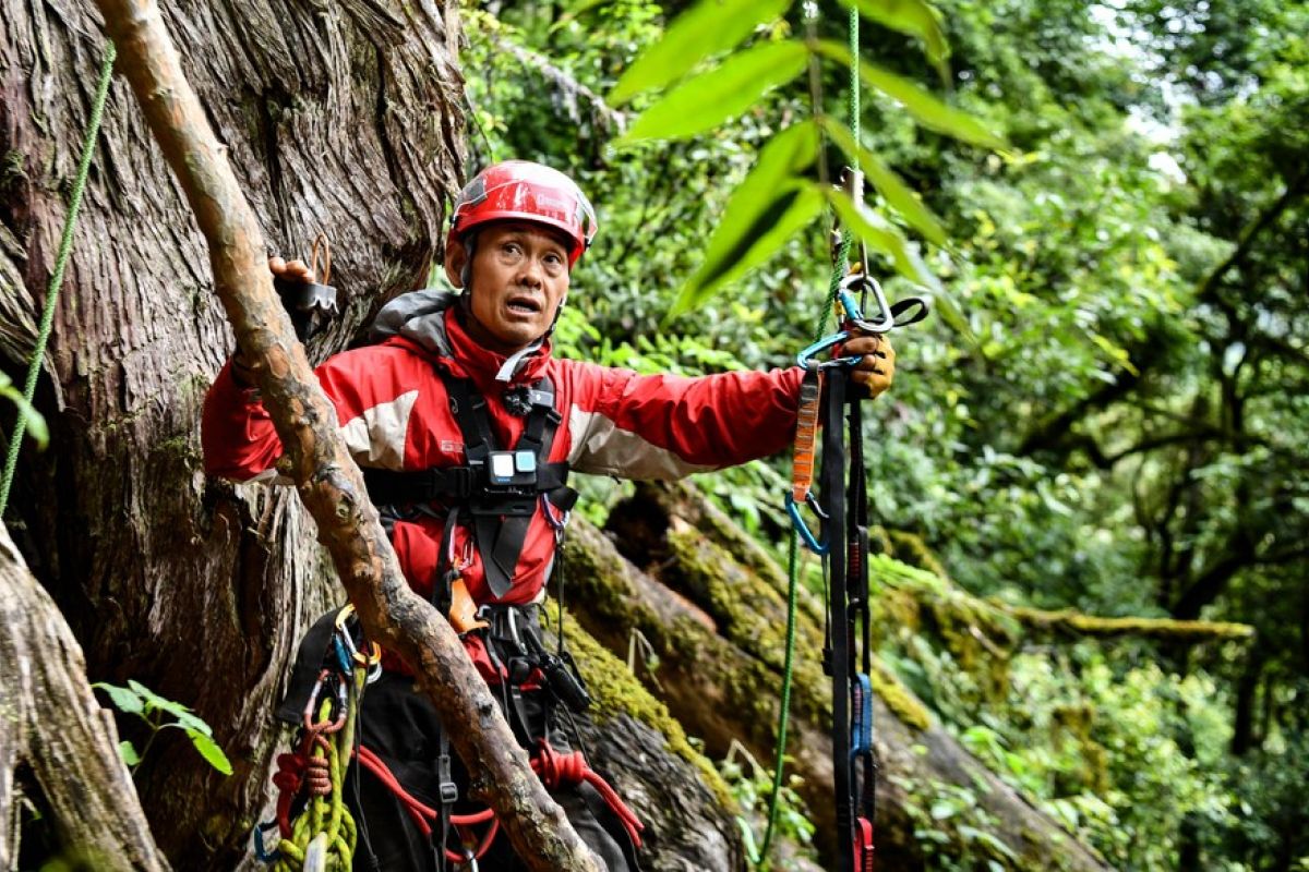 Melihat lebih dekat pohon tertinggi di China Daratan