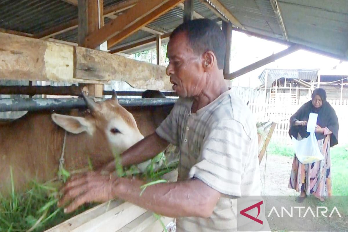 Jelang Idul Adha, permintaan hewan qurban di Lhokseumawe meningkat