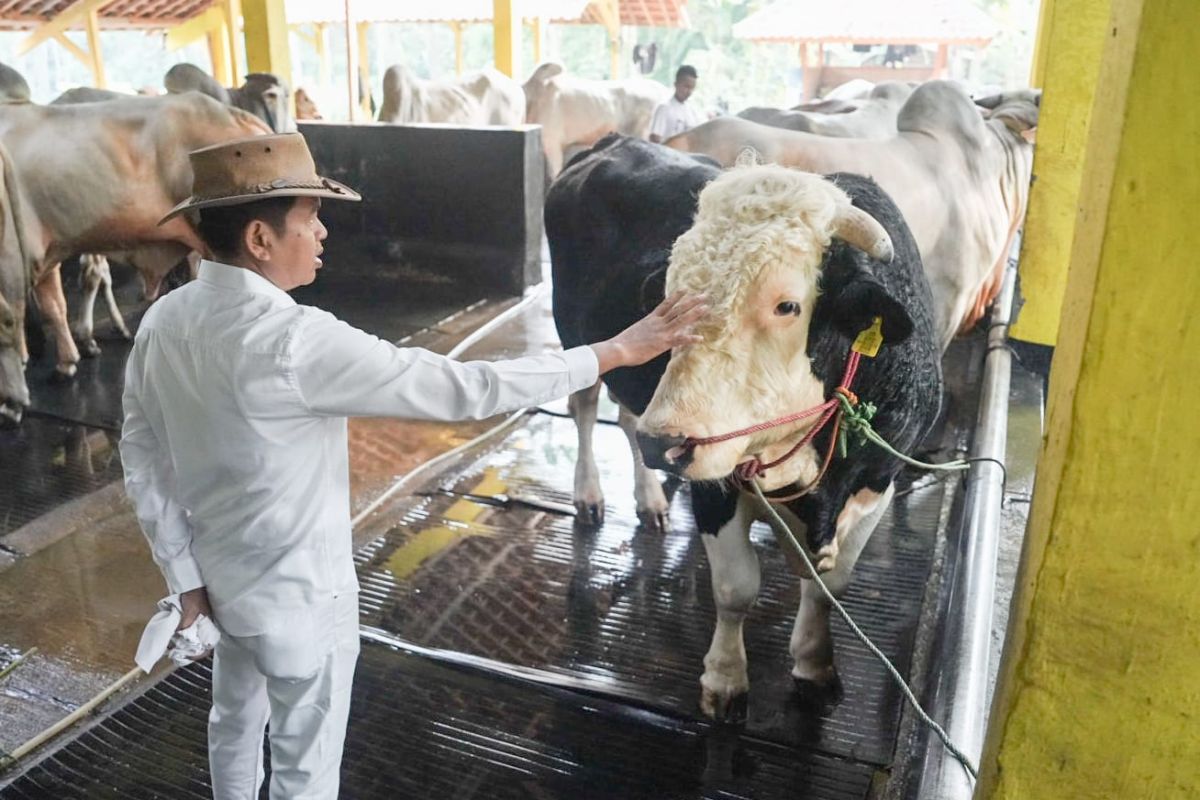 Dedi Mulyadi siap kurbankan sapi jumbo seberat 1 ton peliharaannya pada Idul Adha