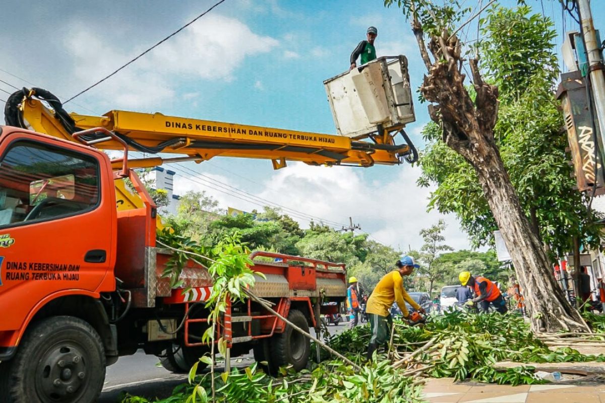 PLN dan Pemkot Surabaya pangkas pohon dekati jaringan listrik