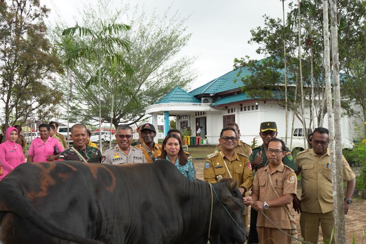 Pemkab Mappi serahkan tujuh sapi kurban kepada PHBI