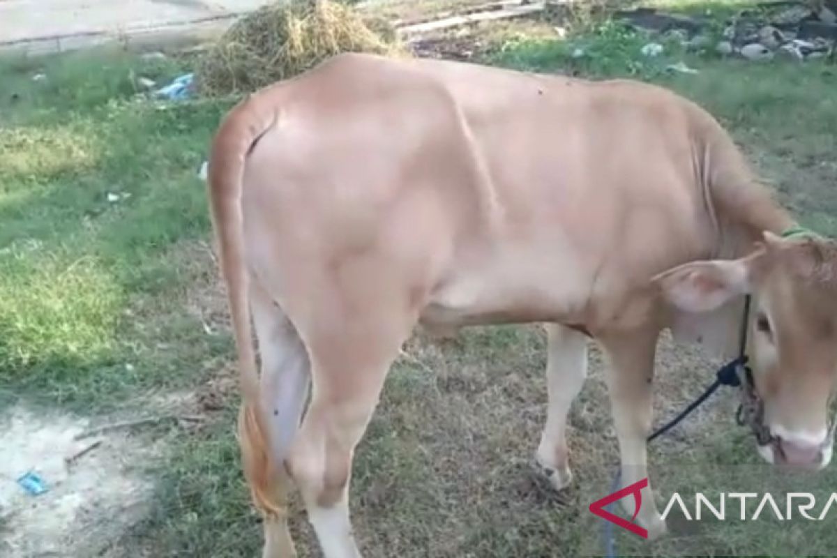 6.300 ekor ternak sapi dan kerbau di Tanggamus telah divaksin PMK