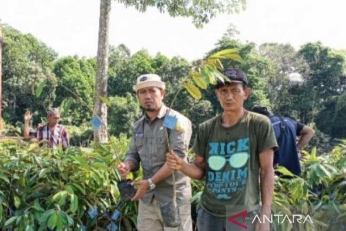 Beri bibit, Kementan bangun Kampung Hortikultura di Luwu Utara