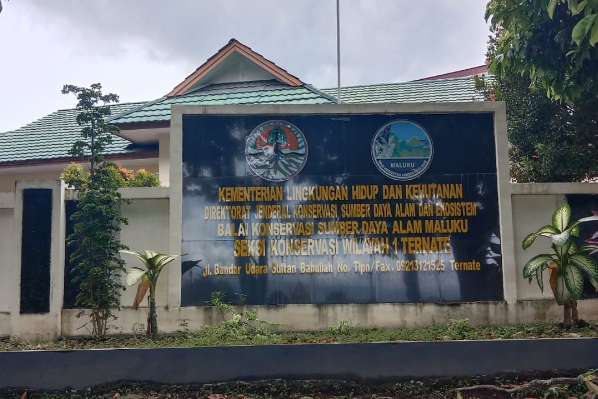 BKSDA Ternate intensif rehabilitasi satwa hasil sitaan