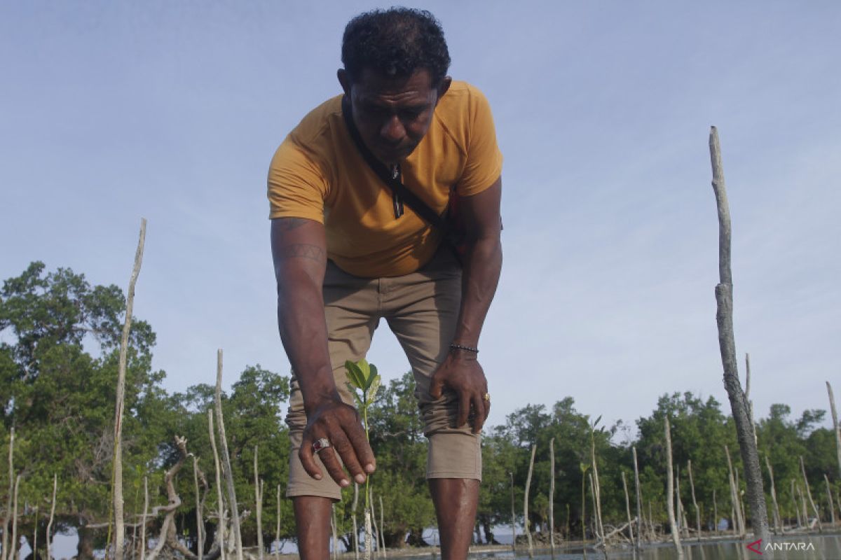 Mengenal Steven Mesah pencinta mangrove di selatan NKRI