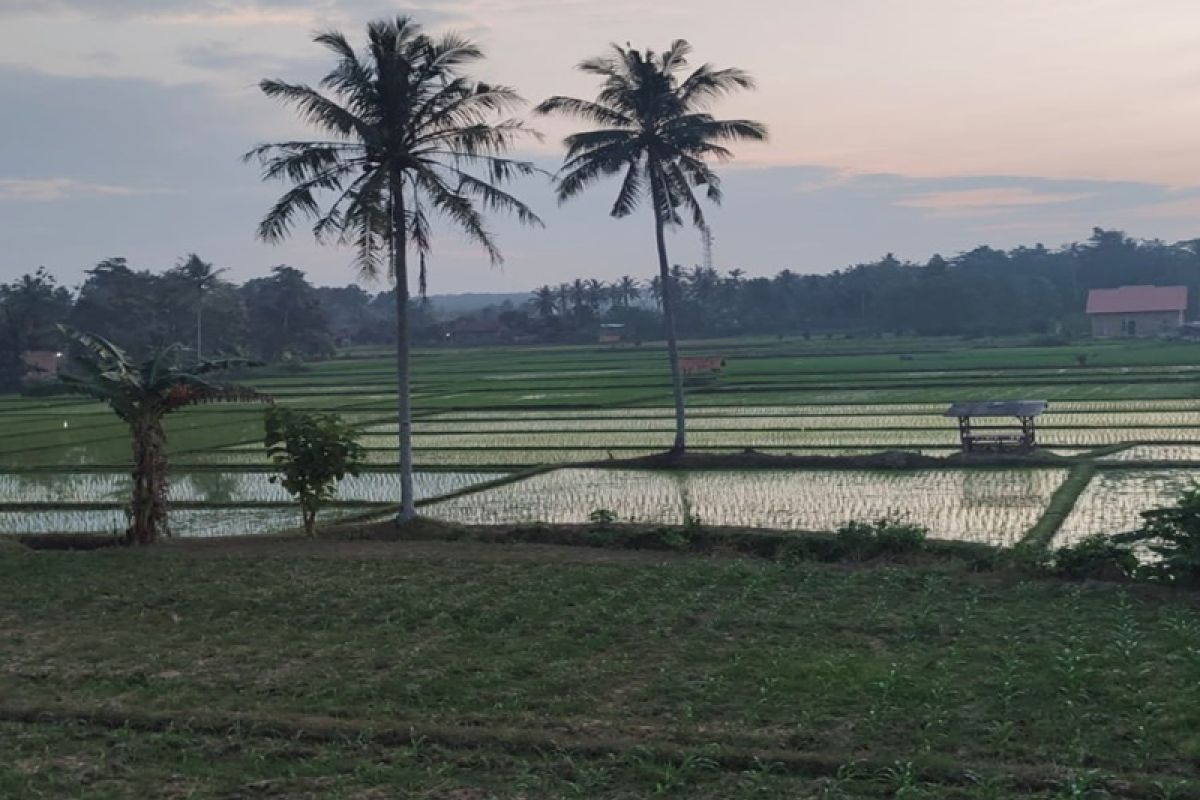 Kemarau mendekat, petani diminta percepat penanaman